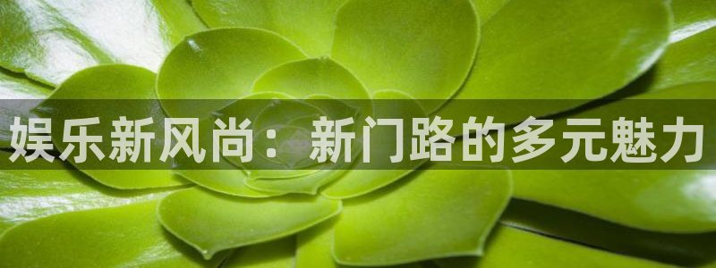运达娱乐体育注册登录入口：娱乐新风尚：新门路的多元魅力